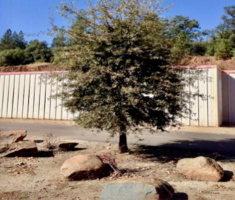 El Dorado Trail Zen Garden Designed and Cared for by Eileen Crim