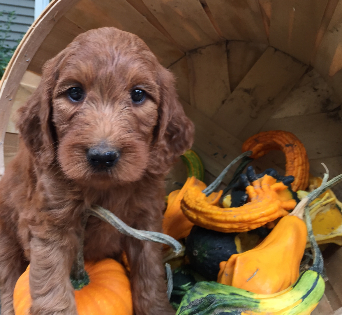 Goldendoodle Puppies for Sale Massachusetts - American Goldendoodle