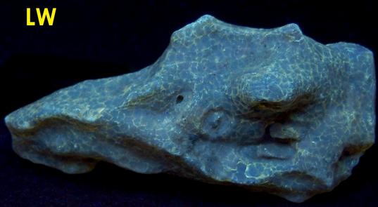 Fluorescent golden AMBER - Dominican Republic, ex Sue MacInnis