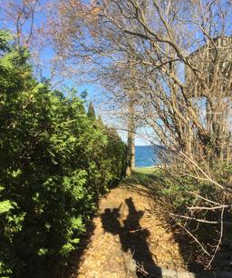shadow of a tree climber, Tree Service Removal Hamilton