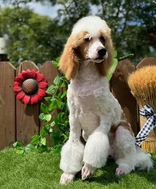 poodle and cat best friends