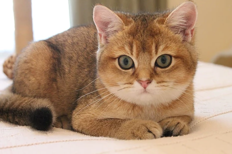 British Shorthair Longhair Cats Kittens