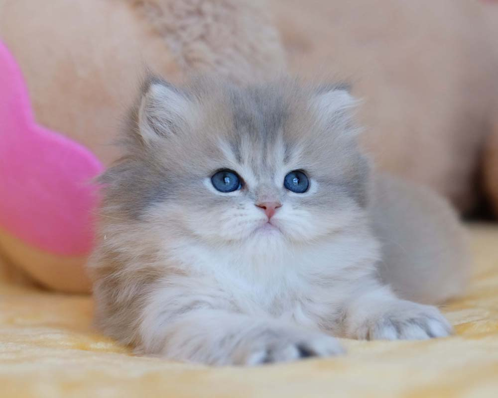British Shorthair Longhair Cats Kittens