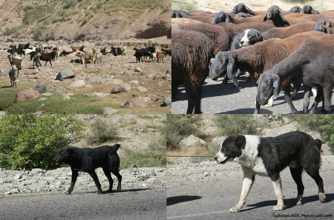 can a central asian shepherd dog live in afghanistan