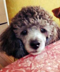 Miniature poodles hot sale for rescue