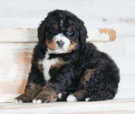 bernedoodle puppies