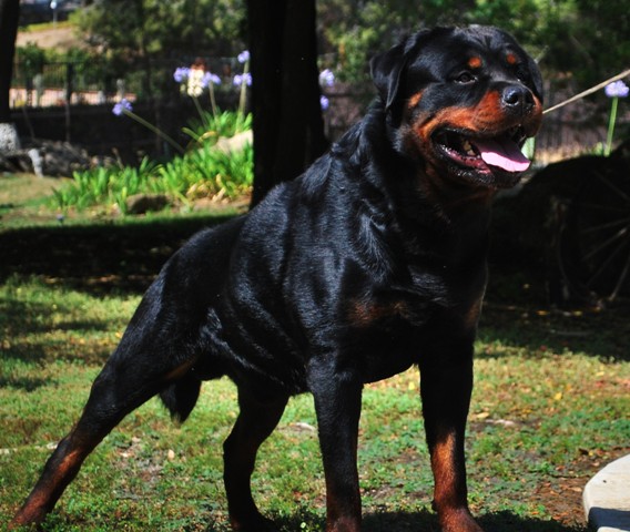 Top german best sale rottweiler breeders