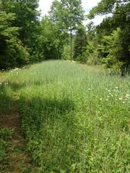 clover food plot