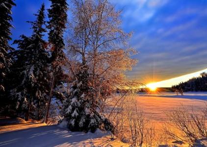 Large trees, snow, sunset, clouds
