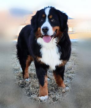 Gemma Bernesse Mountain Dog