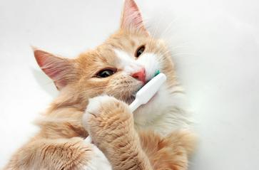 Funny cat brushing teeth