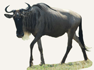 Hunting Blue Wildebeest South Africa