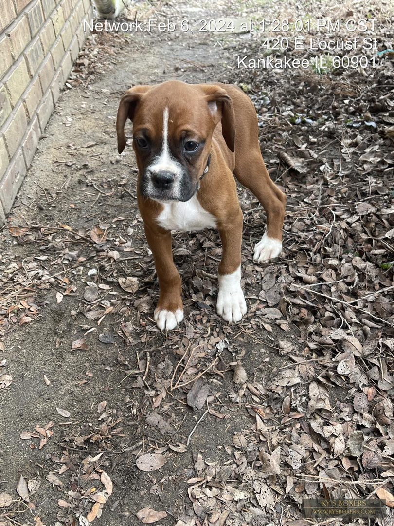 Ckc hotsell boxer puppies