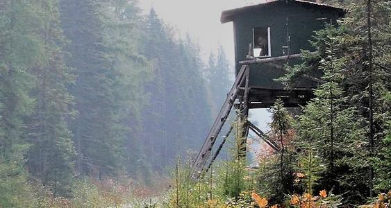 Territoires-Chasse-chevreuil-Shoote-ca