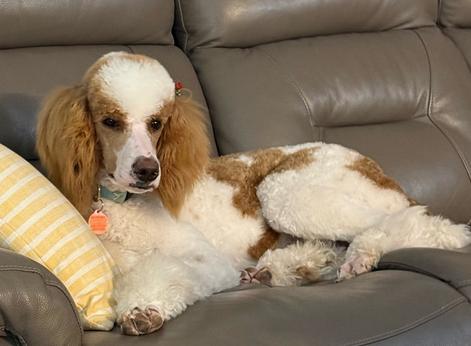 Coco tricolor mini Poodle