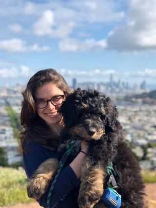 phantom Bernedoodle puppy