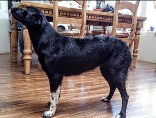 Aussie breeder near me