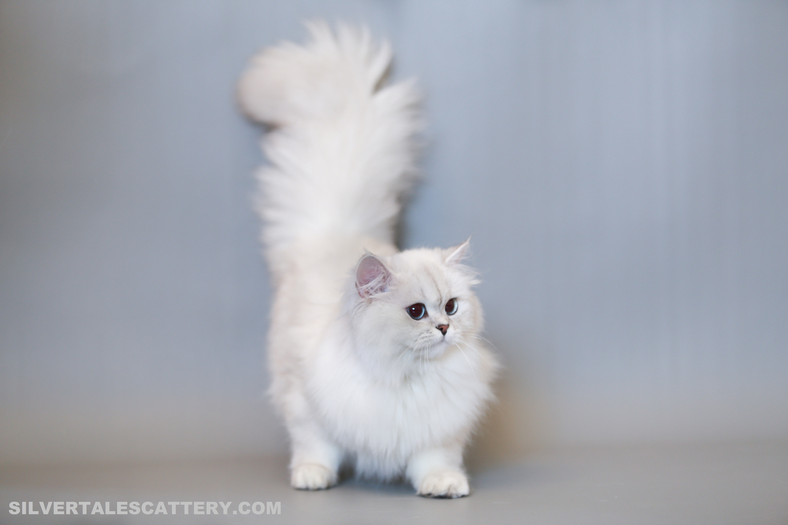 British Shorthair Kittens SILVERTALES CATTERY