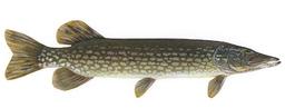 Pike Fishing Black Bear Camp