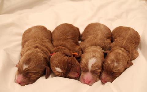 Cherry Lane Labradoodles puppies