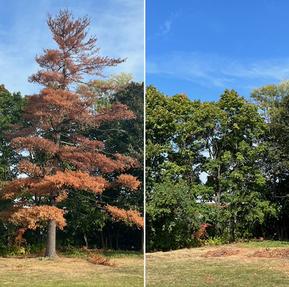 dead white pine removal, oakville, ON