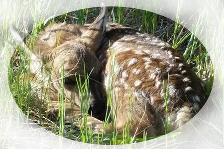 New Born Fawn