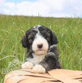 6 week brindle bernedoodle