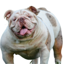 lilac tri merle english bulldog