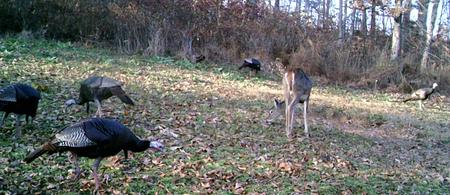 Kentucky turkey hunting