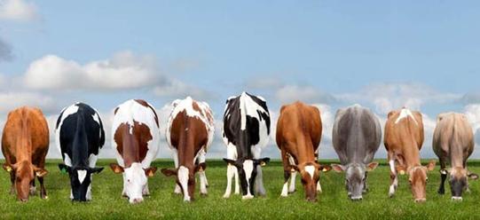 All the products you need to grow your herd