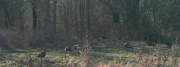 kentucky turkey hunting