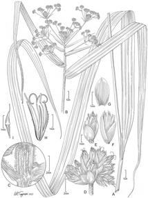 Mapania pakaraimensis by Alice Tangerini​
