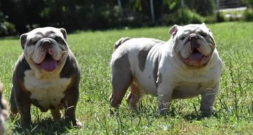 Blue british bulldog for hot sale sale