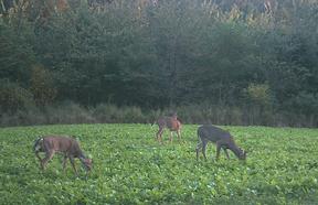 food plot