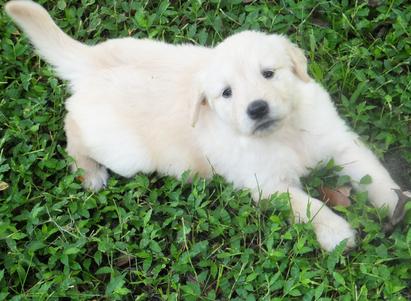 Golden Retriever Breeder Brandon Florida