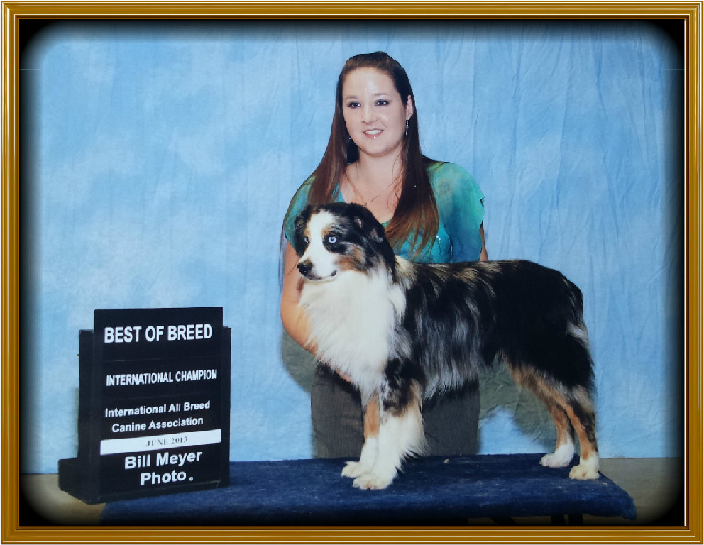 Mini australian shepherd clearance adults