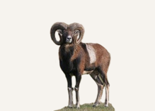 Hunting Mouflon Hawaii