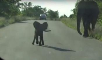 Brave Baby Elephant Protects his Mom