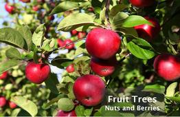 Fruit Trees