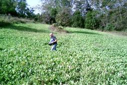 food plots for deer