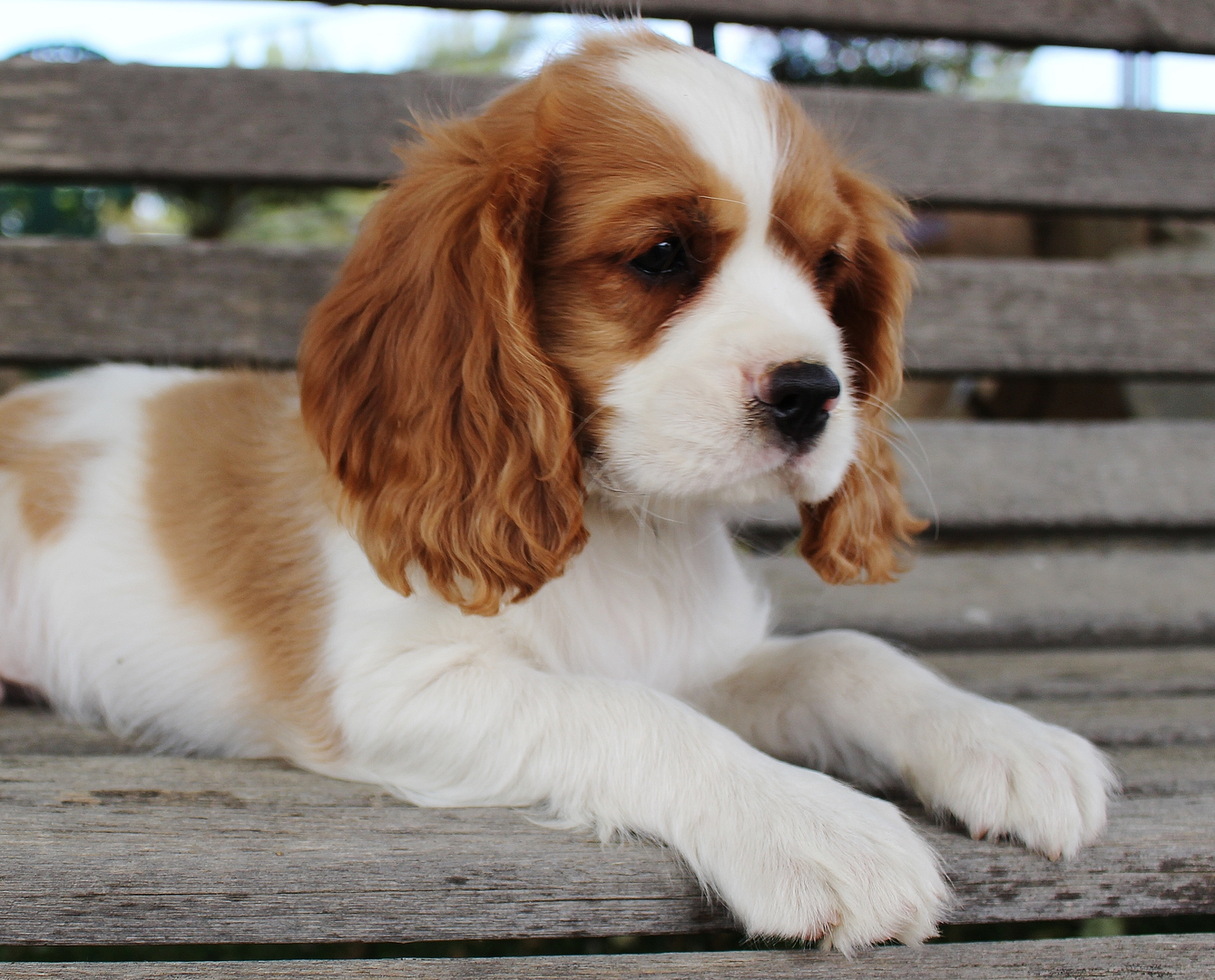 Past Puppies CKC