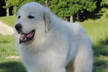 Great Pyrenees puppies ~ Wells' Providence AKC Registered Livestock Guardian Dogs and puppies