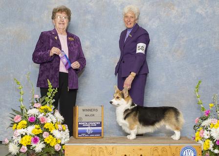 Heronsway corgis hot sale