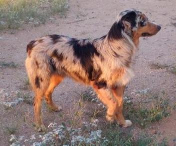 australian shepherd