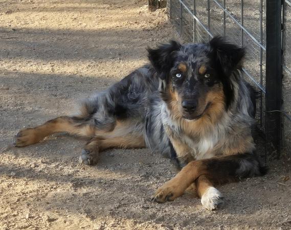 Blue merle puppies for sale