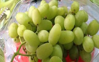 Hoa quả nhập khẩu chống nguy cơ bị ung thư
