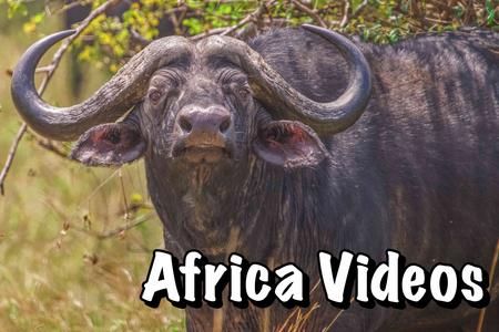 Videos of Africa Safari in Serengeti Tanzania at TAASA