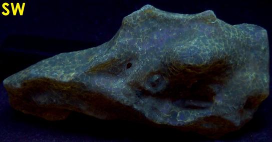 Fluorescent golden AMBER - Dominican Republic, ex Sue MacInnis