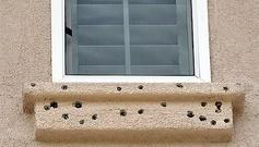 Damage Of Woodpeckers