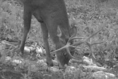 drop tine buck